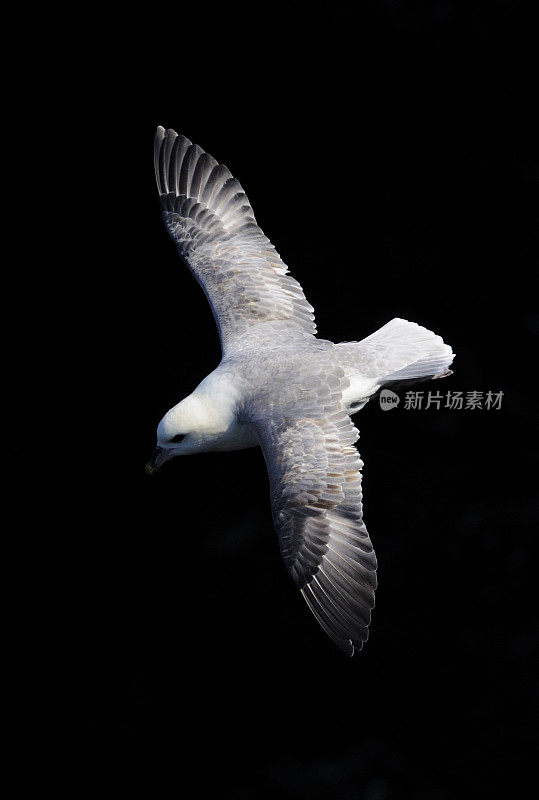 管鼻藿在飞行中