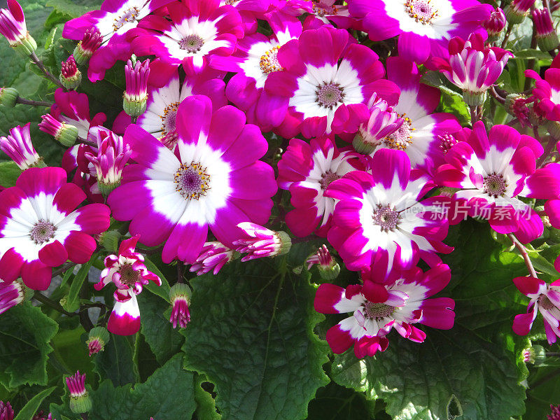 白色和粉红色的雏菊花，番茄属(苜蓿属)，紫菀