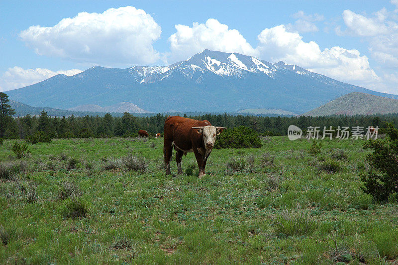 公牛和山