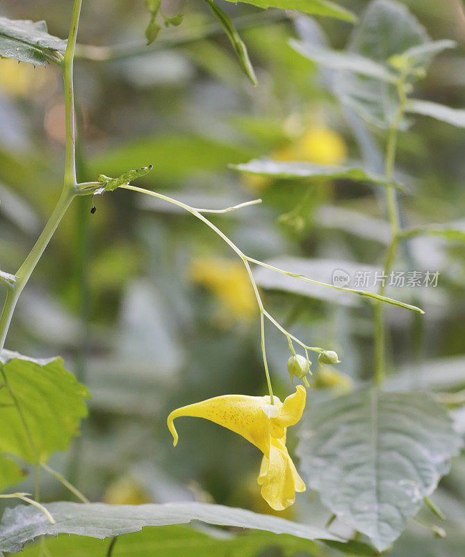 不要碰我(凤仙花)