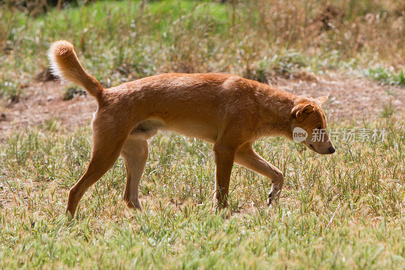 澳大利亚Dingo