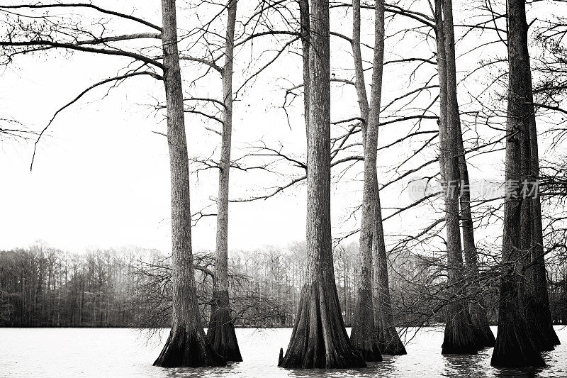 路易斯安那州沼泽地区的秃柏树