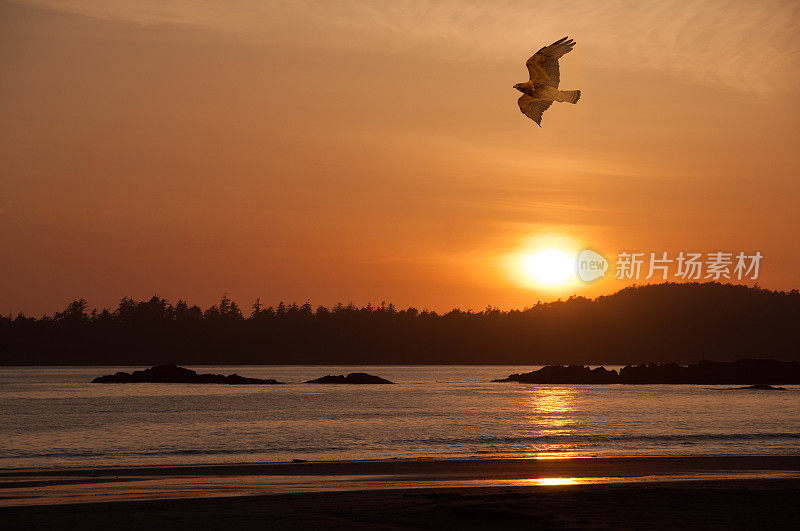 斯文森鹰在日落时飞过海洋。