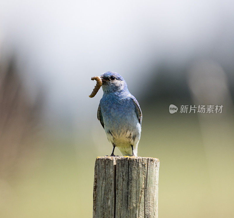 山蓝知更鸟