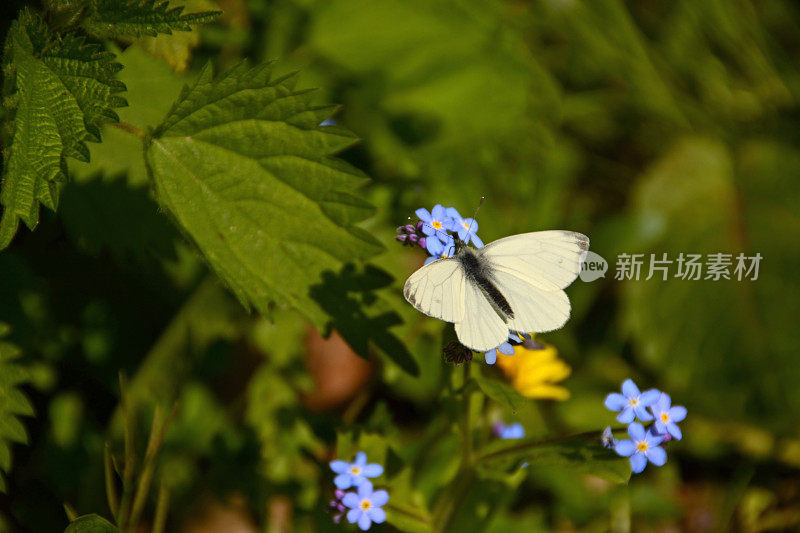 青菜在春天吃勿忘我。