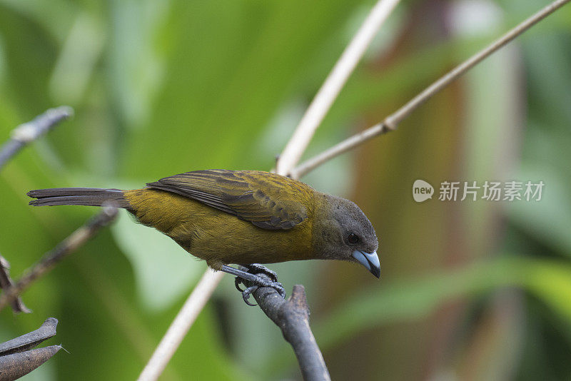 Passerini的tanager