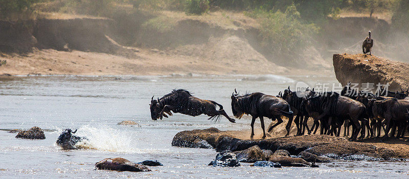 角马跳入马拉河。