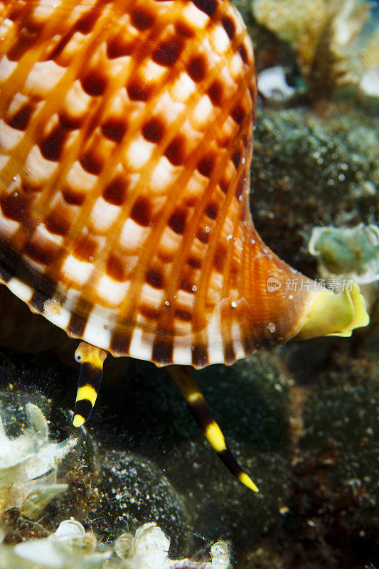 海神贝壳海洋生物水下呼吸器潜水员视角地中海