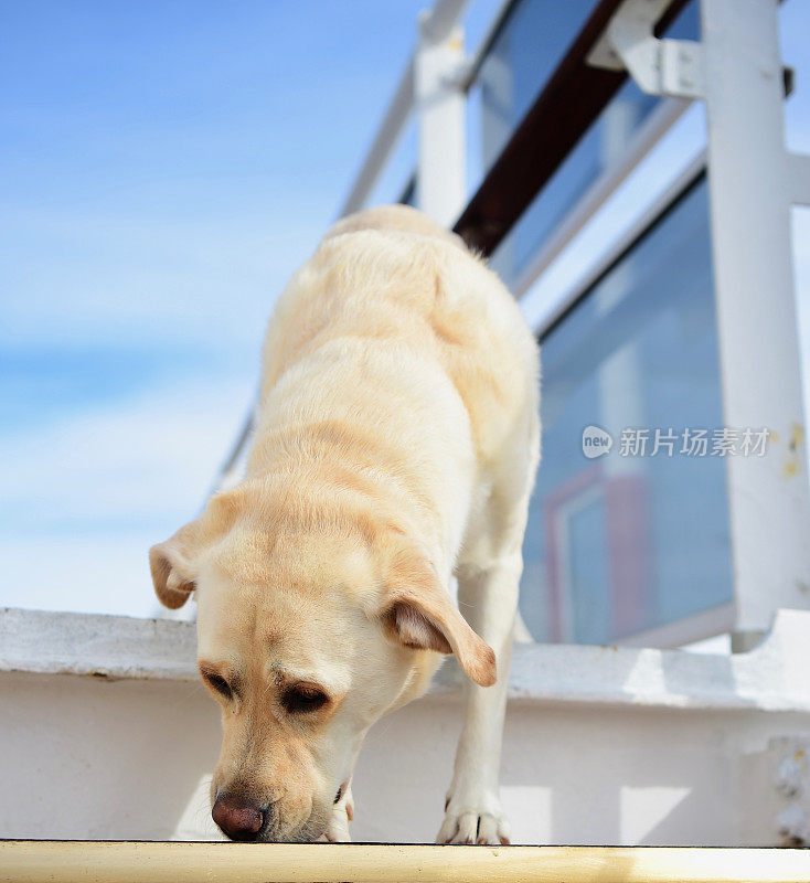 一条船上的拉布拉多寻回犬