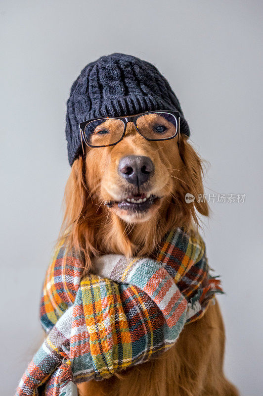 可爱的金毛猎犬戴着围巾