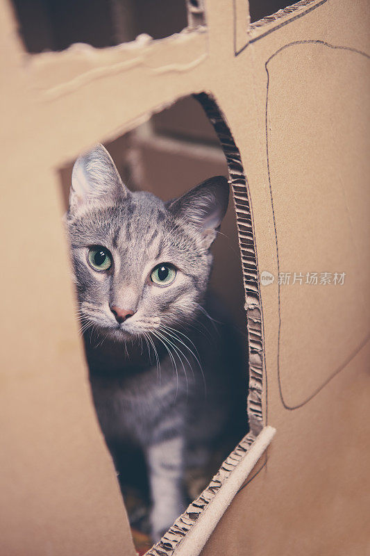 坐在纸板箱里看着相机的可爱小猫。