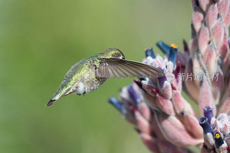 安娜的蜂鸟授粉肉质花与翅膀细节的绿色背景的特写