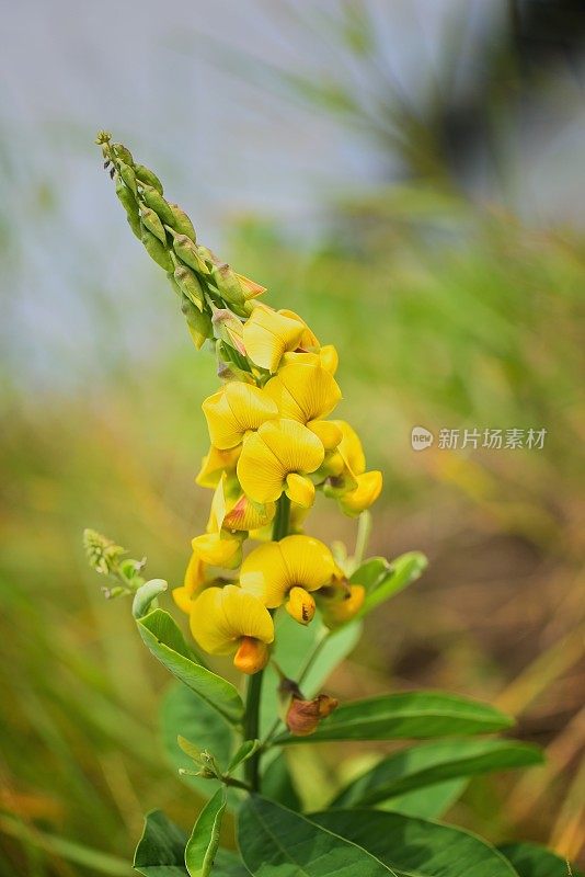 希洛玛曼花