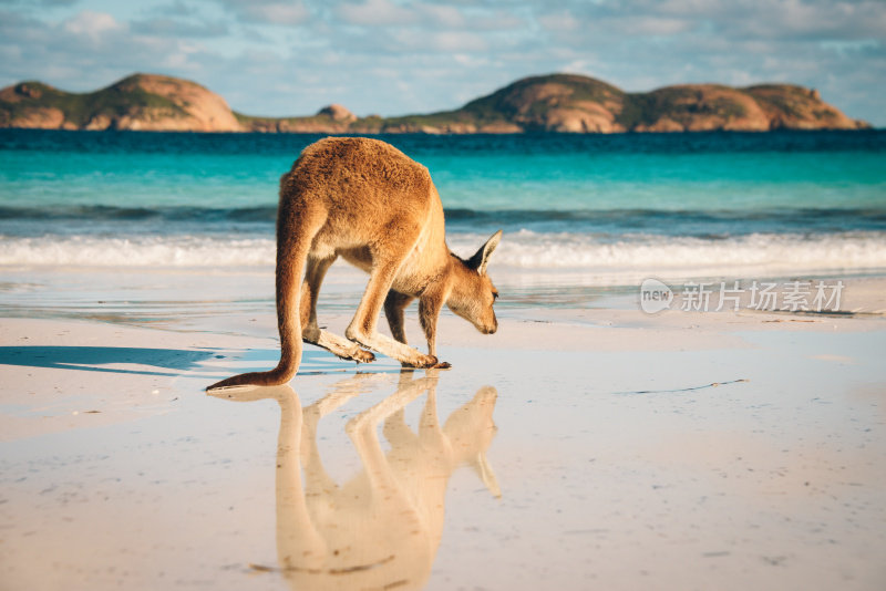 澳大利亚海滩袋鼠幸运湾