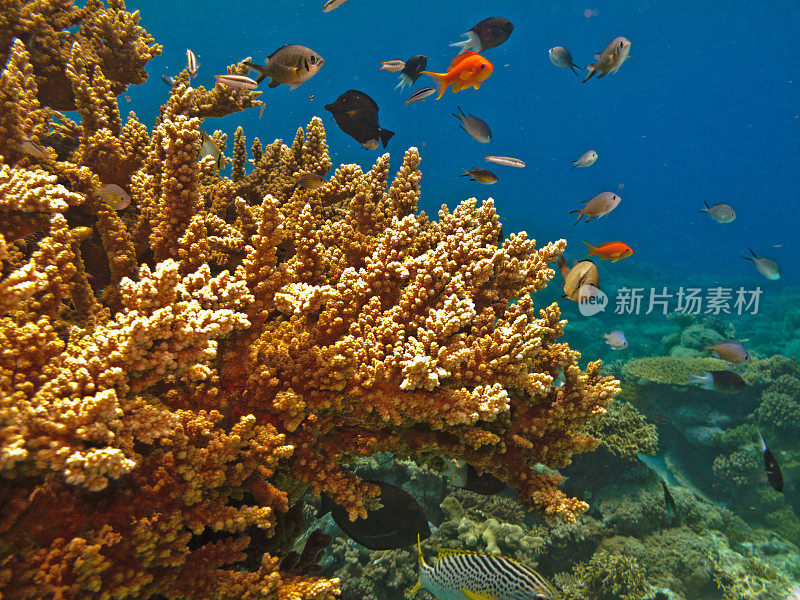 澳大利亚大堡礁的分枝珊瑚和鱼