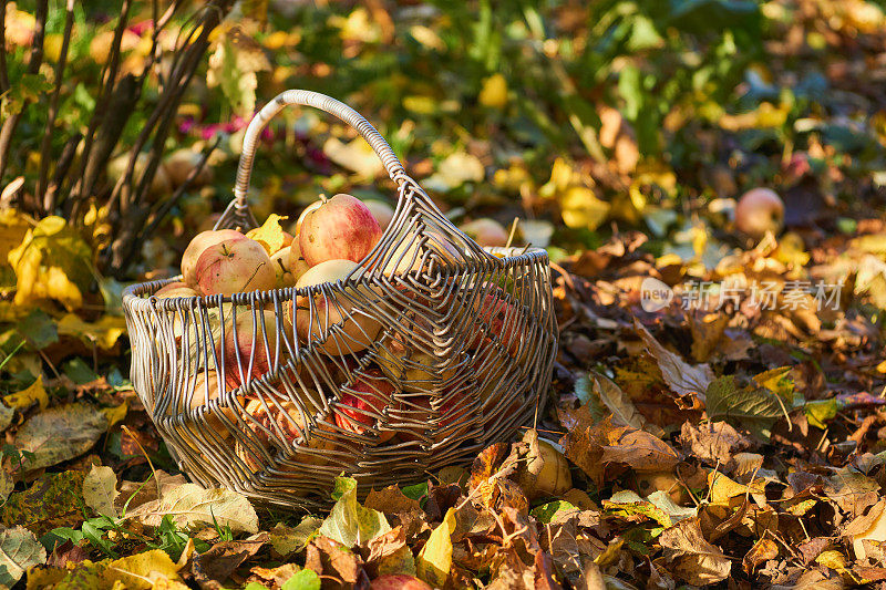 苹果篮子苹果花园在秋天