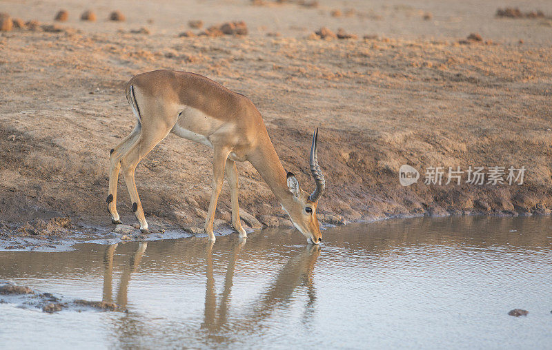 在肯尼亚安博塞利的斯伦凯，黑斑羚从水坑中饮水，水中倒影。