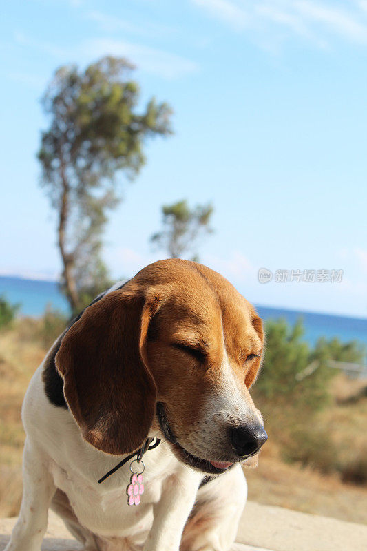 海边的小猎犬