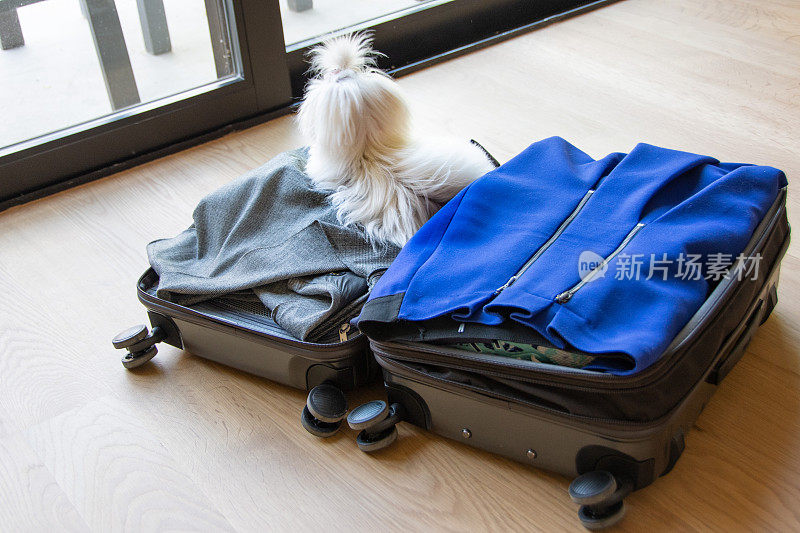 马尔济斯小狗和宠物的自拍，坐在行李箱里