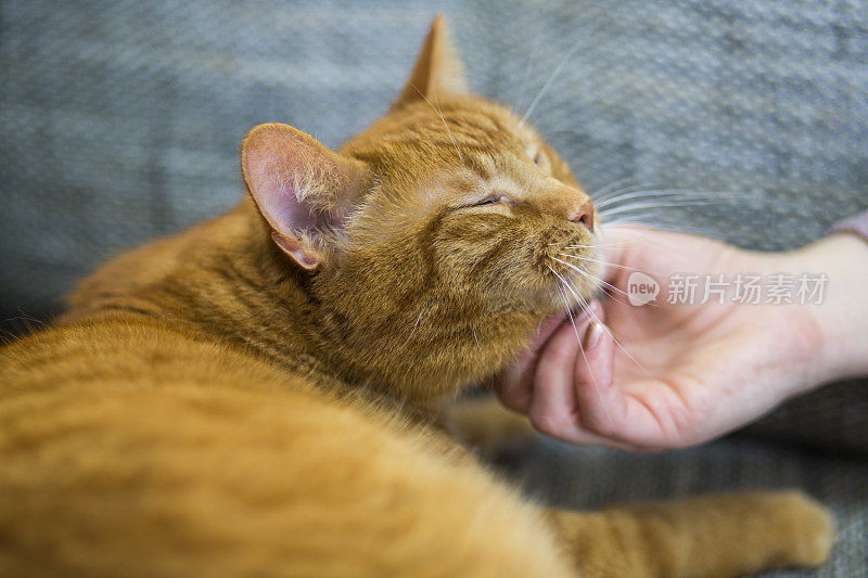 躺在沙发上的猫