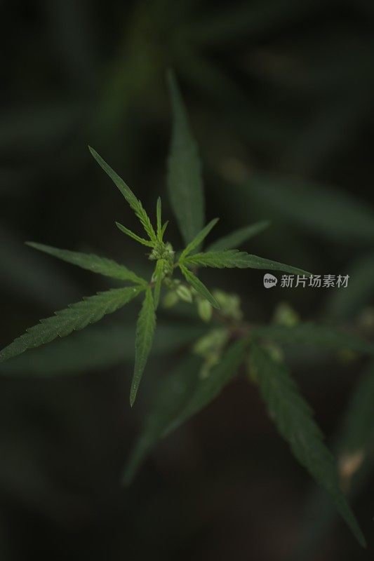 奇旺国家公园的野生大麻