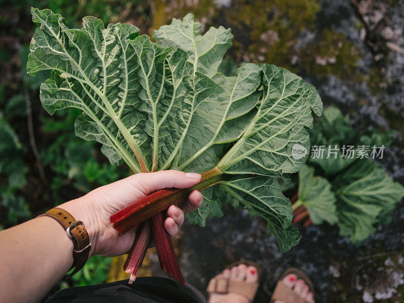 大黄背景平铺在户外