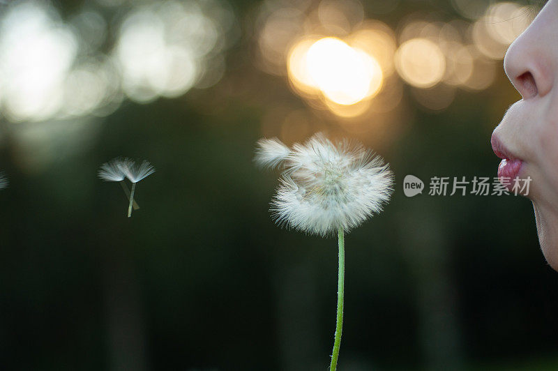 女孩在田野里吹蒲公英花