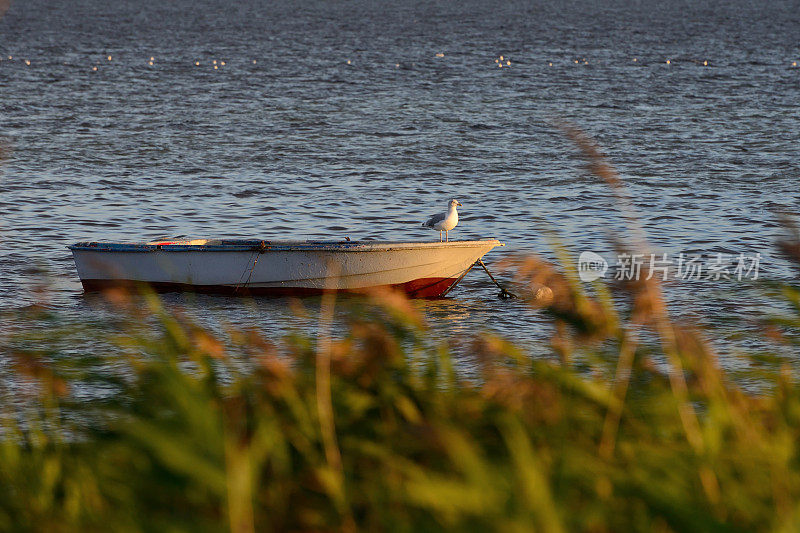 小船在丹麦日落与海鸥