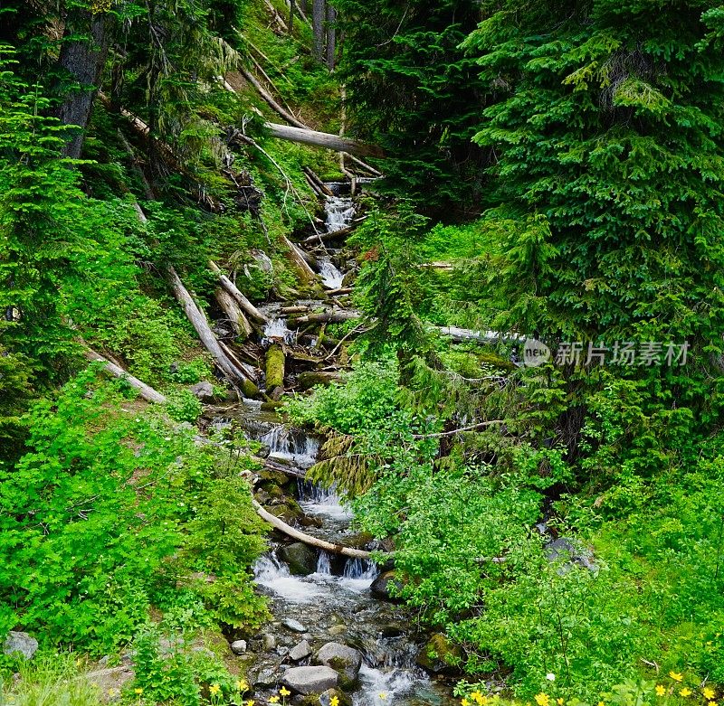 雷尼尔山公园水