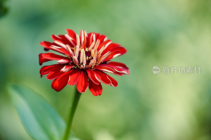 Zinnia花