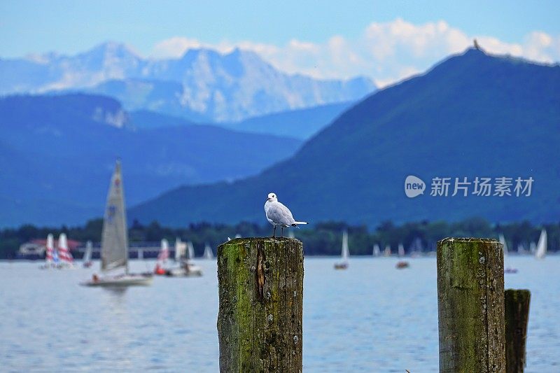 海鸥和基姆湖的全景，巴伐利亚-德国。