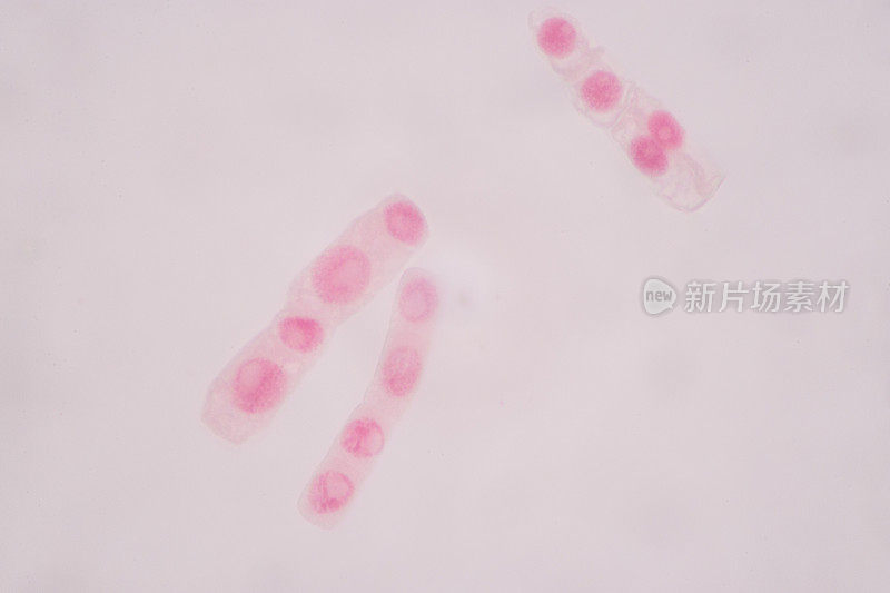 显微镜下的细胞分裂和细胞周期。