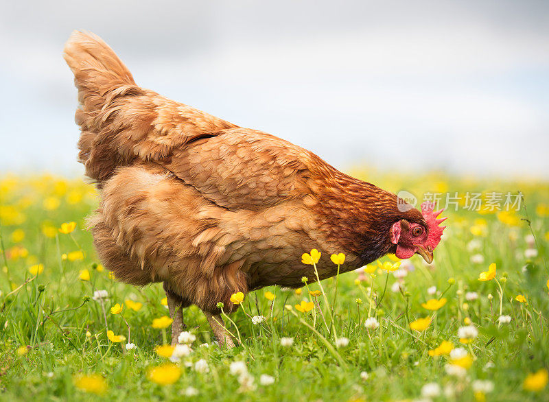 放养的母鸡在草地和春天的花朵中觅食
