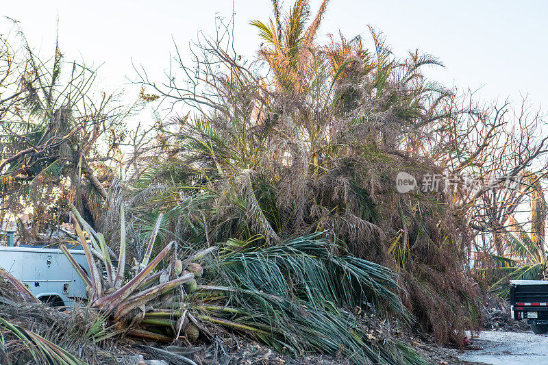 飓风“厄玛”过后，佛罗里达州拉姆罗德岛的地面上的树木