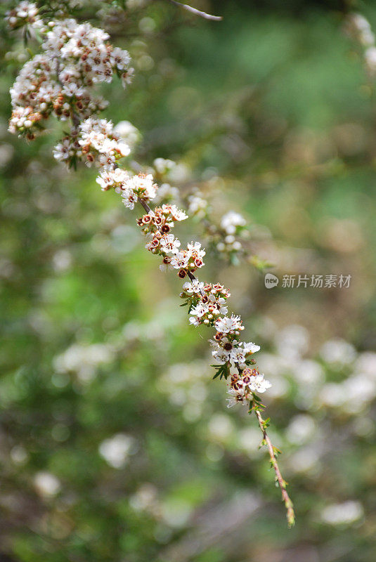 卡努卡（昆泽亚埃里诺德）茶树