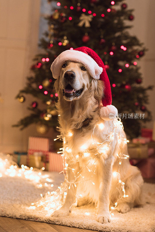 戴圣诞帽的狗