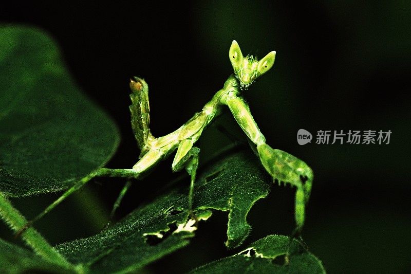 近距离拍摄螳螂在绿叶上的镜头。