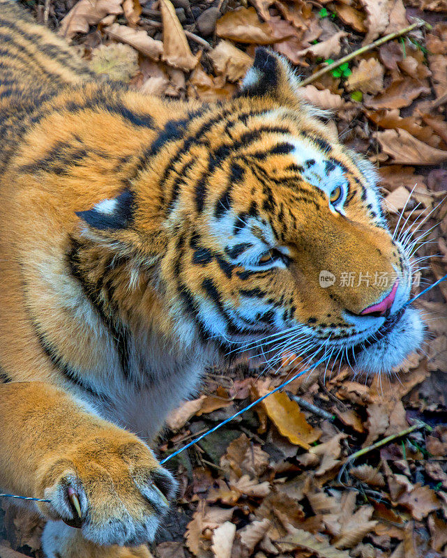 西伯利亚虎，一种美丽的食肉动物，在镜头前露出牙齿、嬉戏、摆姿势。