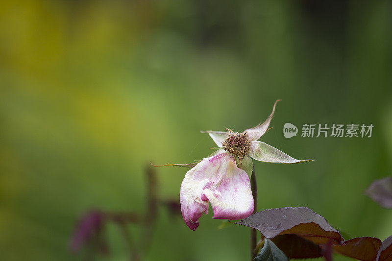 玫瑰的最后一片花瓣