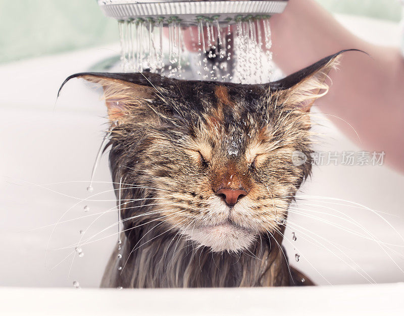 湿猫洗澡