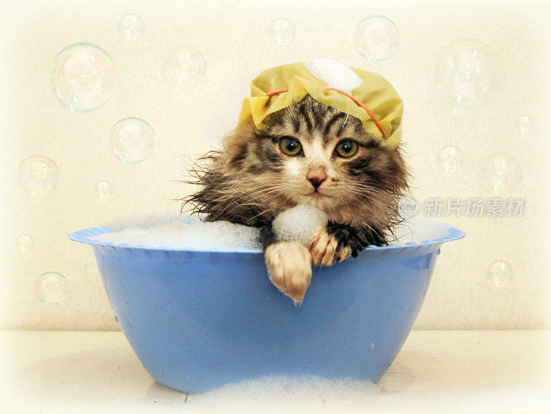 小猫在浴室里洗东西