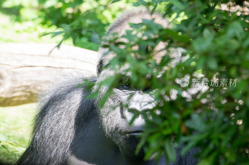 西部低地大猩猩躲在灌木丛后面