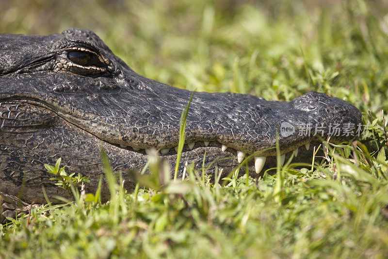 特写野生短吻鳄的头齿大沼泽地国家公园