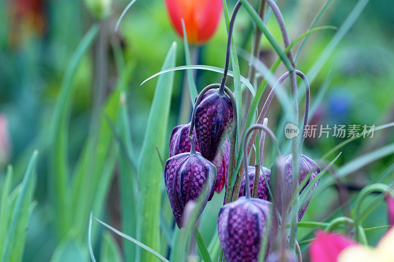 郁金香和百合花