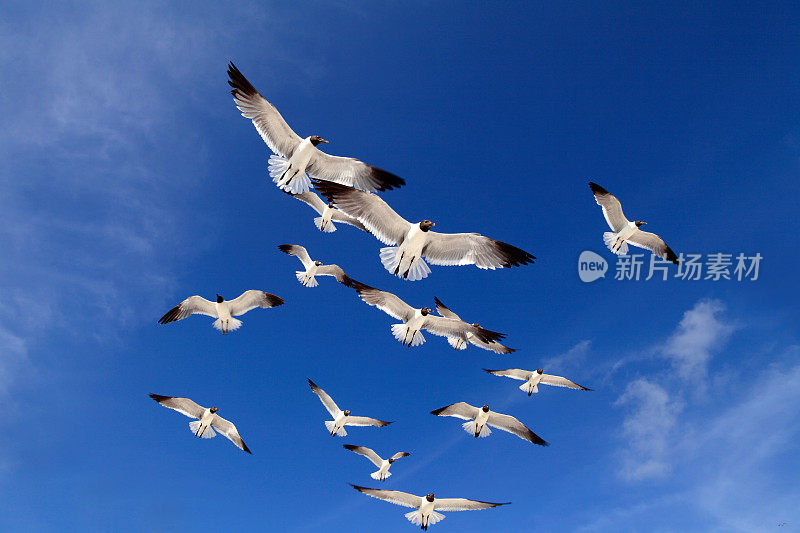 近距离观察一群海鸥飞过湛蓝晴朗的天空