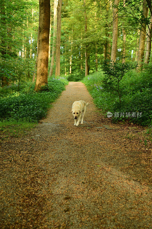 在小路上行走的拉布拉多寻回犬