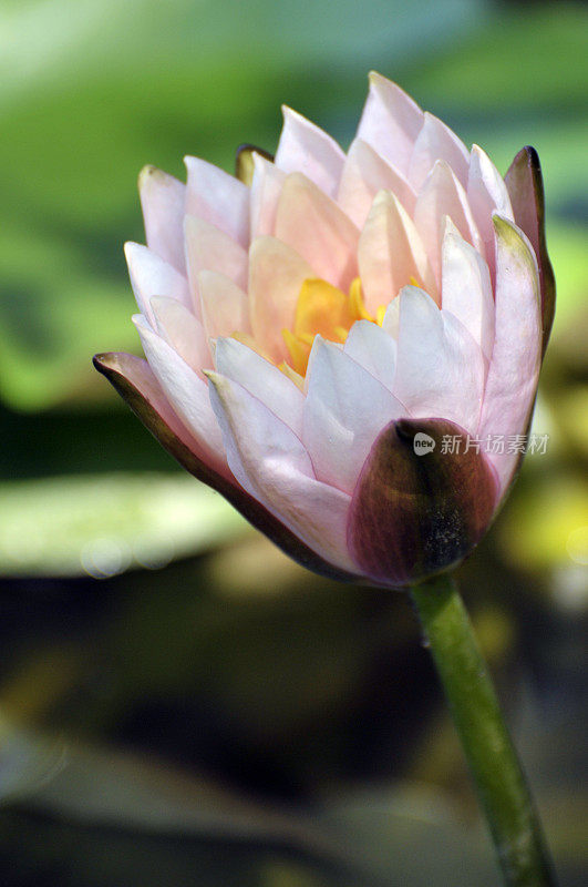 睡莲花开花