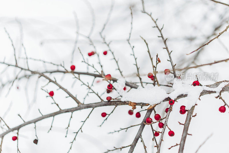 霜冻的日子里，白雪覆盖着红色的浆果。