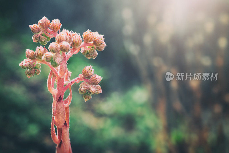 一种罕见的肉质植物，大茎上开花，也称普通的家石竹花