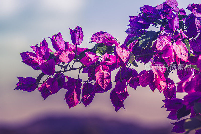 紫九重葛古巴花背景